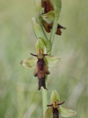 Ophrys insectifera