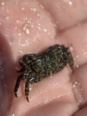 Pachygrapsus transversus