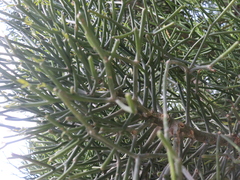 Euphorbia tirucalli
