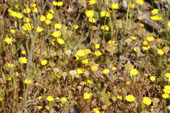 Cotula pruinosa
