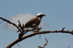 Eurocephalus ruppelli