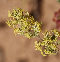 Lyperia