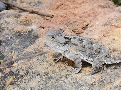 Phrynosoma orbiculare
