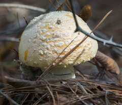 Amanita persicina