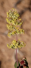 Lyperia