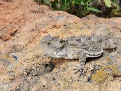Phrynosoma orbiculare
