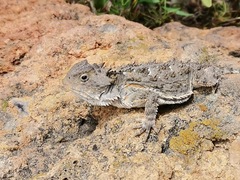 Phrynosoma orbiculare