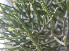 Euphorbia tirucalli