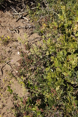 Lyperia