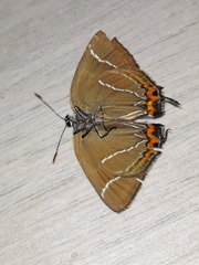Satyrium w-album