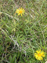 Pentanema salicinum