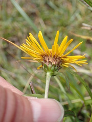 Pentanema salicinum