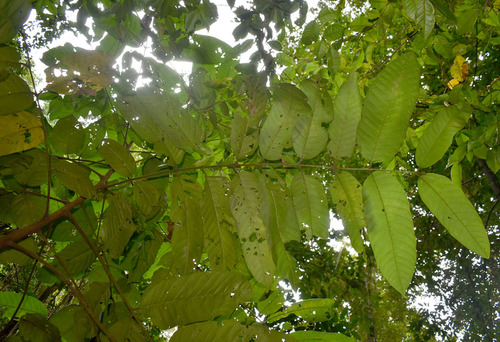 Chisocheton longistipitatus observed 2022-07-26