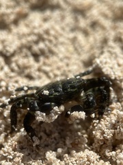 Pachygrapsus transversus