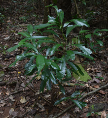 Codiaeum variegatum moluccanum