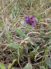 Prunella grandiflora