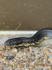 Lampropeltis nigra