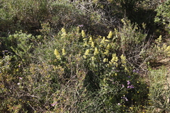 Lyperia