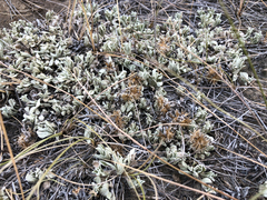 Antennaria dimorpha