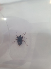 Pentatoma rufipes