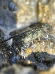 Pachygrapsus transversus