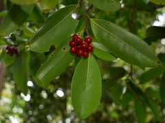 Huberantha nitidissima