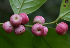 Glochidion harveyanum