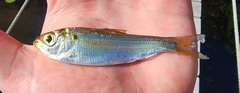 Alosa pseudoharengus