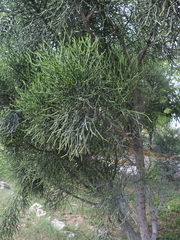 Euphorbia tirucalli