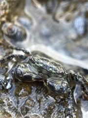 Pachygrapsus transversus