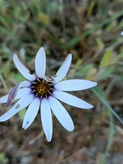 Dimorphotheca pluvialis