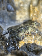 Pachygrapsus transversus