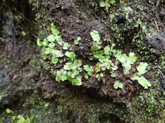 Cryptomitrium tenerum