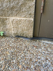 Lampropeltis nigra