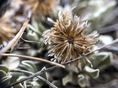 Antennaria dimorpha