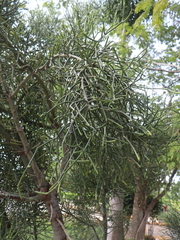 Euphorbia tirucalli