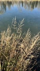 Poa palustris