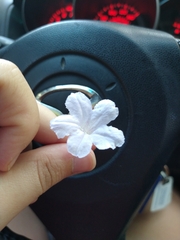 Ruellia metziae