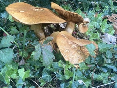 Gymnopilus ventricosus