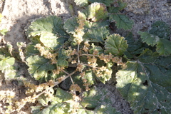 Pelargonium lobatum