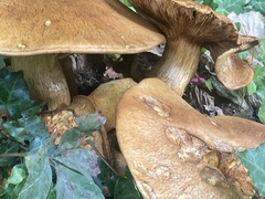 Gymnopilus ventricosus