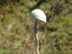 Stropharia pseudocyanea