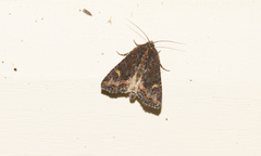 Helotropha reniformis