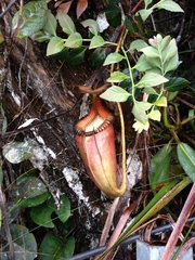 Nepenthes villosa