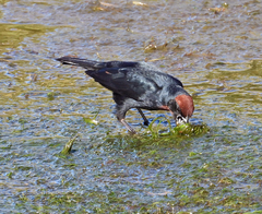Chrysomus ruficapillus