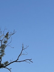Haliaeetus leucocephalus