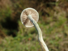 Stropharia pseudocyanea