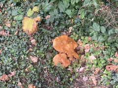 Gymnopilus ventricosus