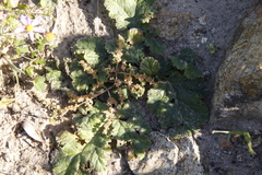 Pelargonium lobatum