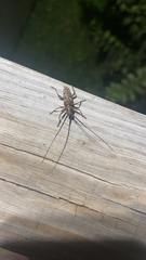 Monochamus carolinensis